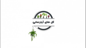 گیاهان آپارتمانی  برگ انجیری