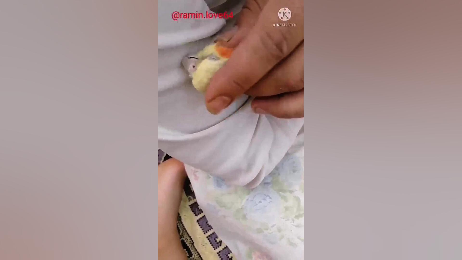 خوابیدن عروس هلندی بالالایی