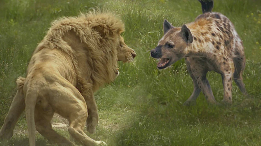 مستند حیات وحش  جنگ و نبرد حیو...