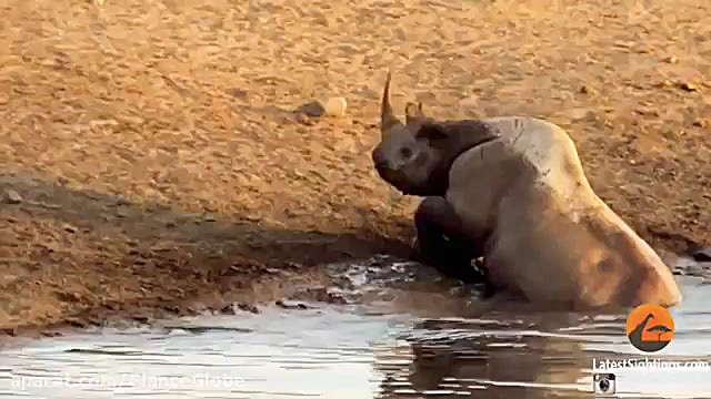 حمله بی رحمانه سه شیر به یک کر...