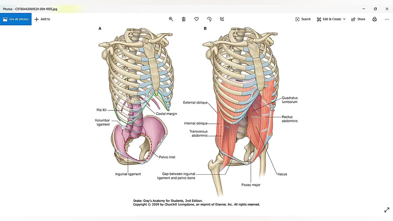 5 3 آناتومی عضلات شکم (آناتومی...
