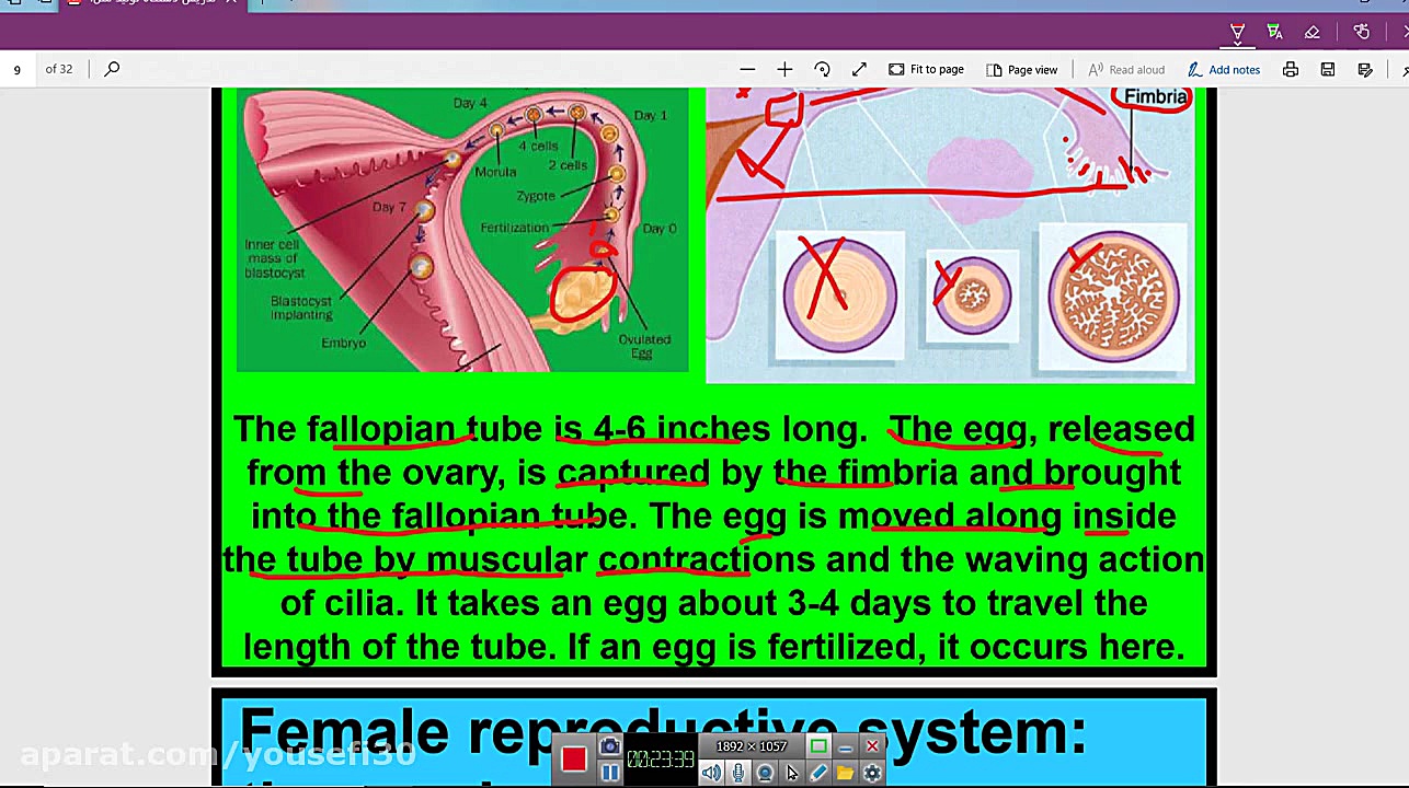 1 7 آناتومی سیستم تناسلی آناتو...