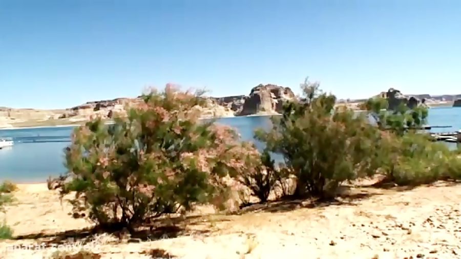 گل کردن کاکتوس ها