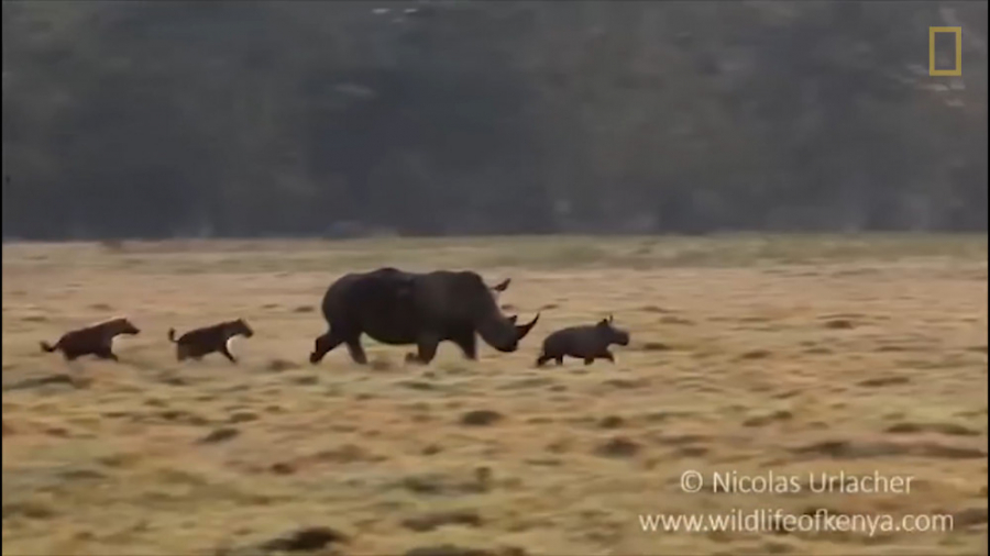 کرگدن مادر دربرابر کفتارهای گر...