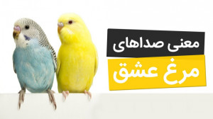 صدای مرغ عشق و معنی هر کدوم از...