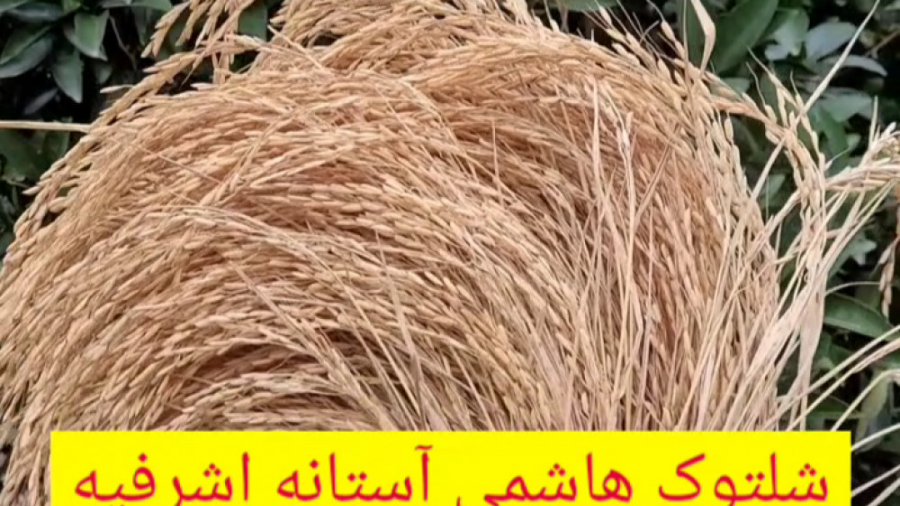 شلتوک برنج هاشمی درجه یک آستان...