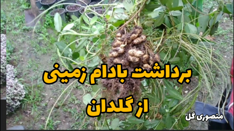 برداشت بادام زمینی