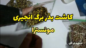 آموزش کاشت بذر برگ انجیری برگ...