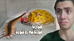 جنگ بین هزار پا و قورباغه