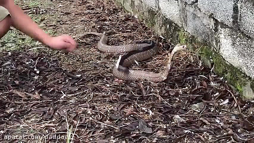 حمل جالب بچه توسط مار شاه کبرا