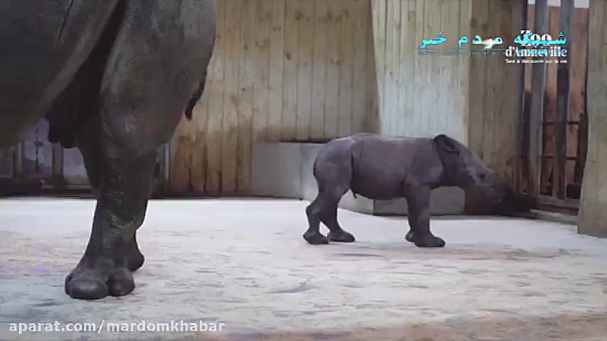 به دنیا امدن کرگدن در باغ وحش...