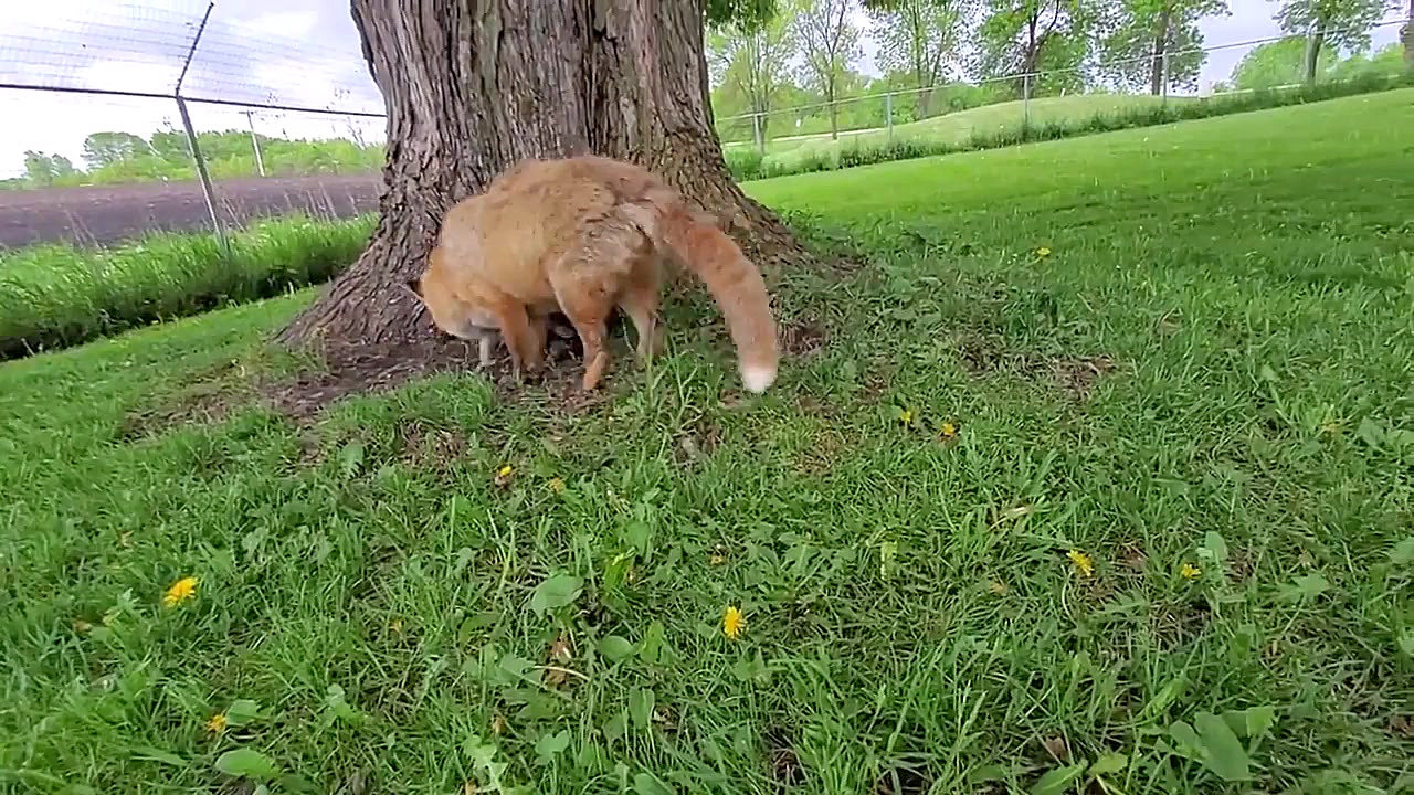 Floofala Fox به قلقلک دادن فین...