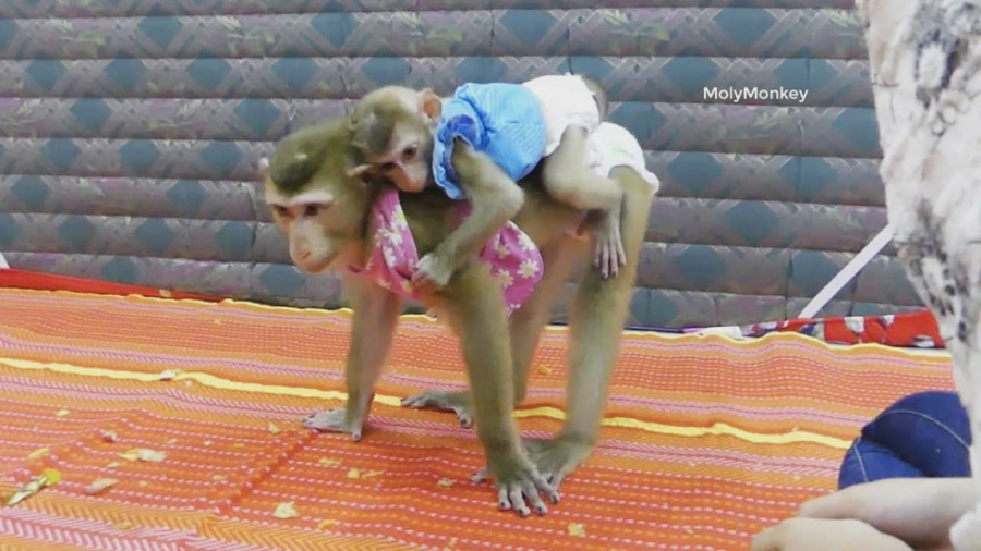 سواری گرفتن بچه میمون  حیوانات...