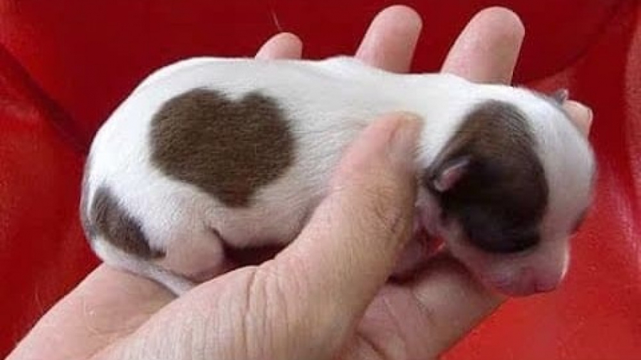 کلیپ طنز سوپر حیوانات بامزه