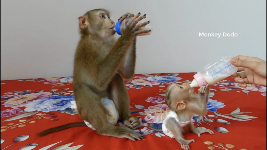 شیر خوردن میمون های بامزه