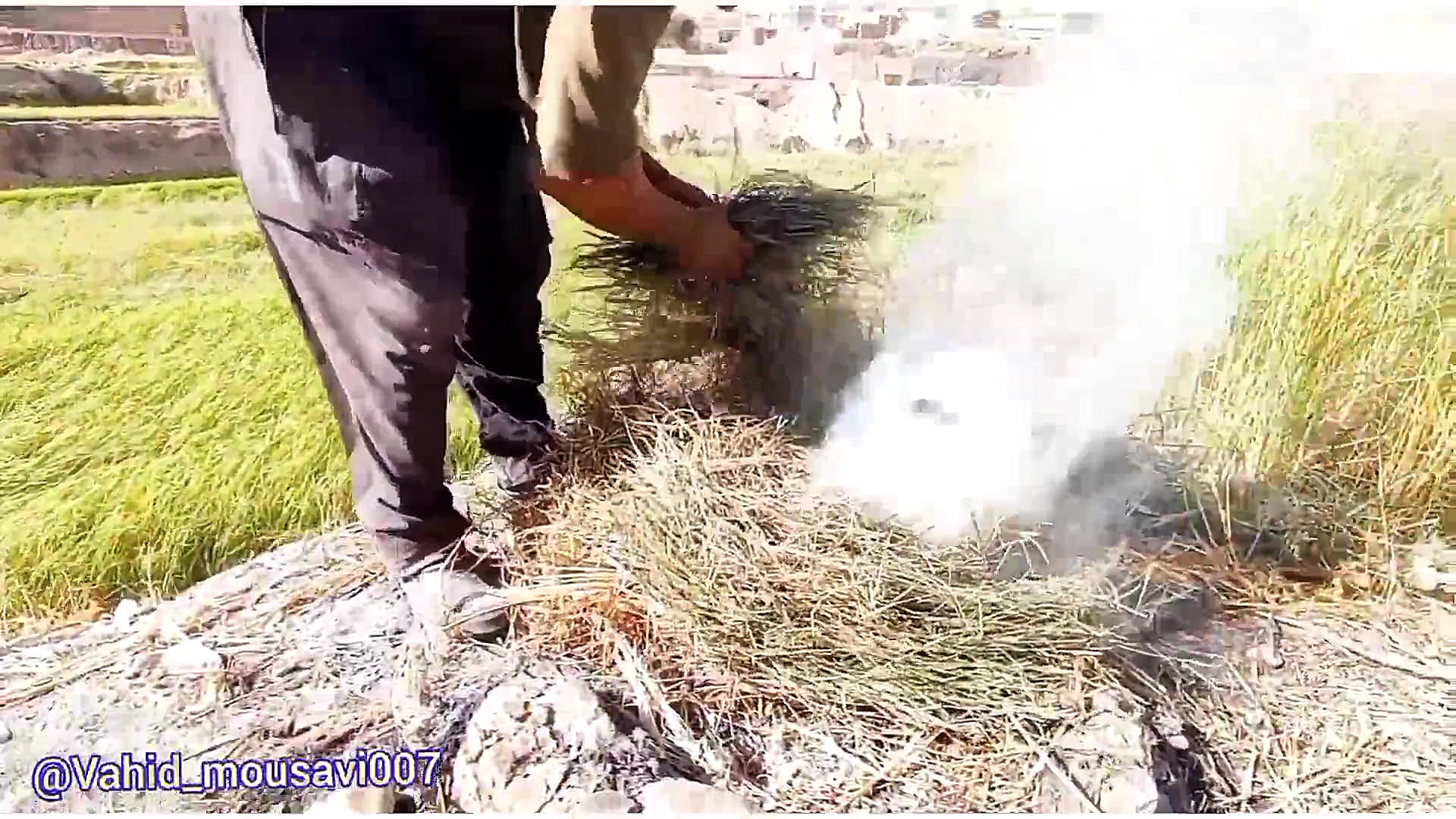 مستند چَمپا روایتی کوتاه از بر...