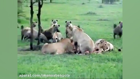 کفتار ها شکار ۳ شیر را میرباین...