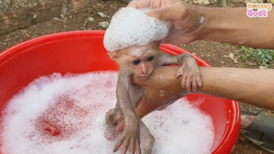 حمام کردن بچه میمون بامزه