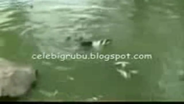 لاک پشت نینجا واقعی