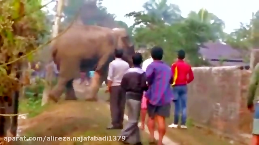 پیاده روی آزادانه فیل عصبانی د...