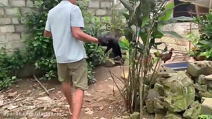 مُردن مار کبرا به علت خوردن بی...