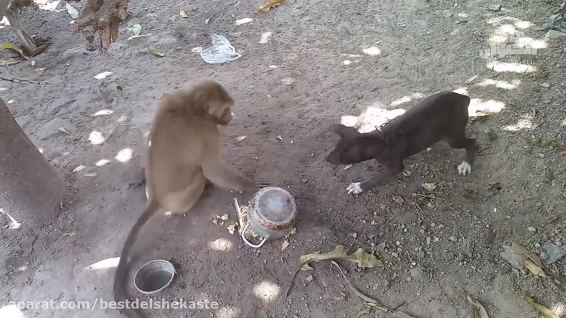 جنگ حیوانات وحشی 2021 :: تقابل...