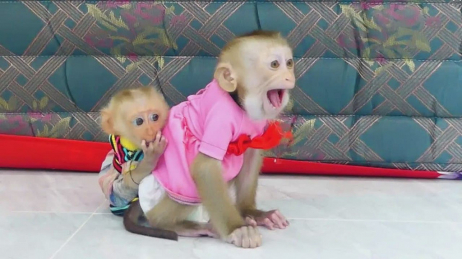 بازی کردن میمون های بامزه و شی...