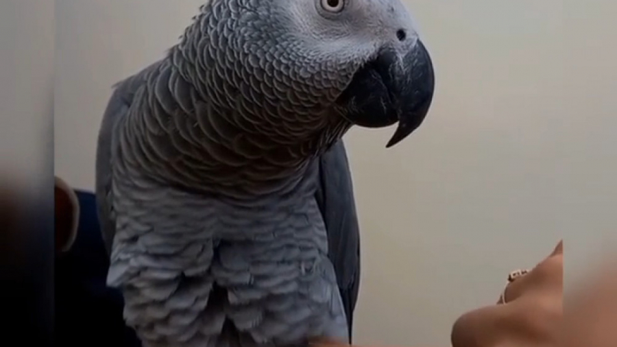 قلقلک دادن کاسکو