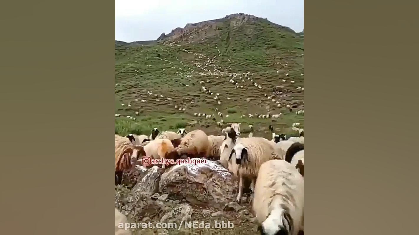 محلی غمگین  اهنگ محلی  دلشکسته...