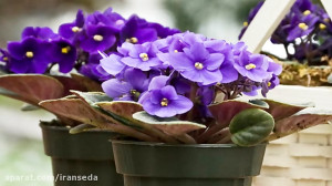 گلخانه من(بنفشه آفریقایی)
