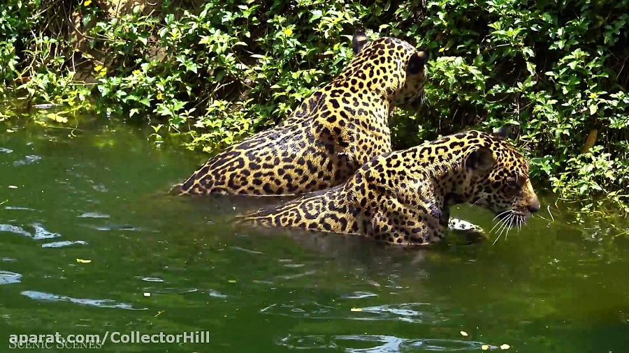 صحنه های بسیار جالب و دیدنی از...