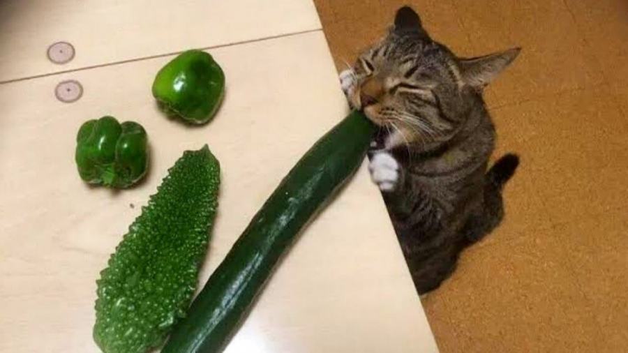 کلیپ طنز گربه های بامزه | حیوا...