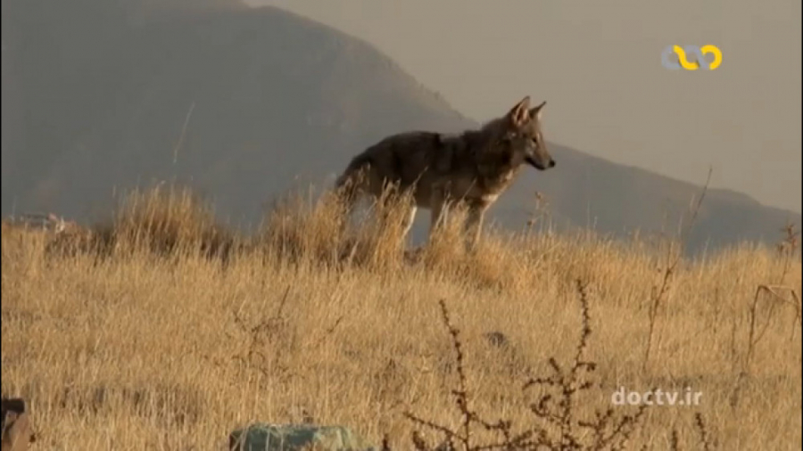 رازبقاء گرگ های وحشی  زندگی حی...