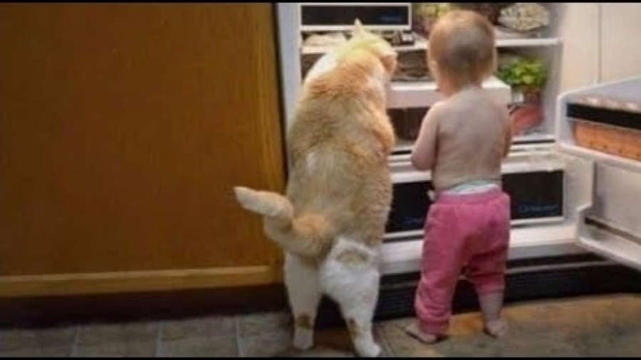 کلیپ خنده دار و بامزه حیوانات...