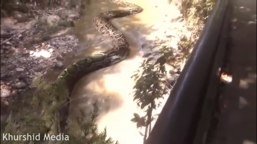 حیات وحش جهان :: این مارهای غو...