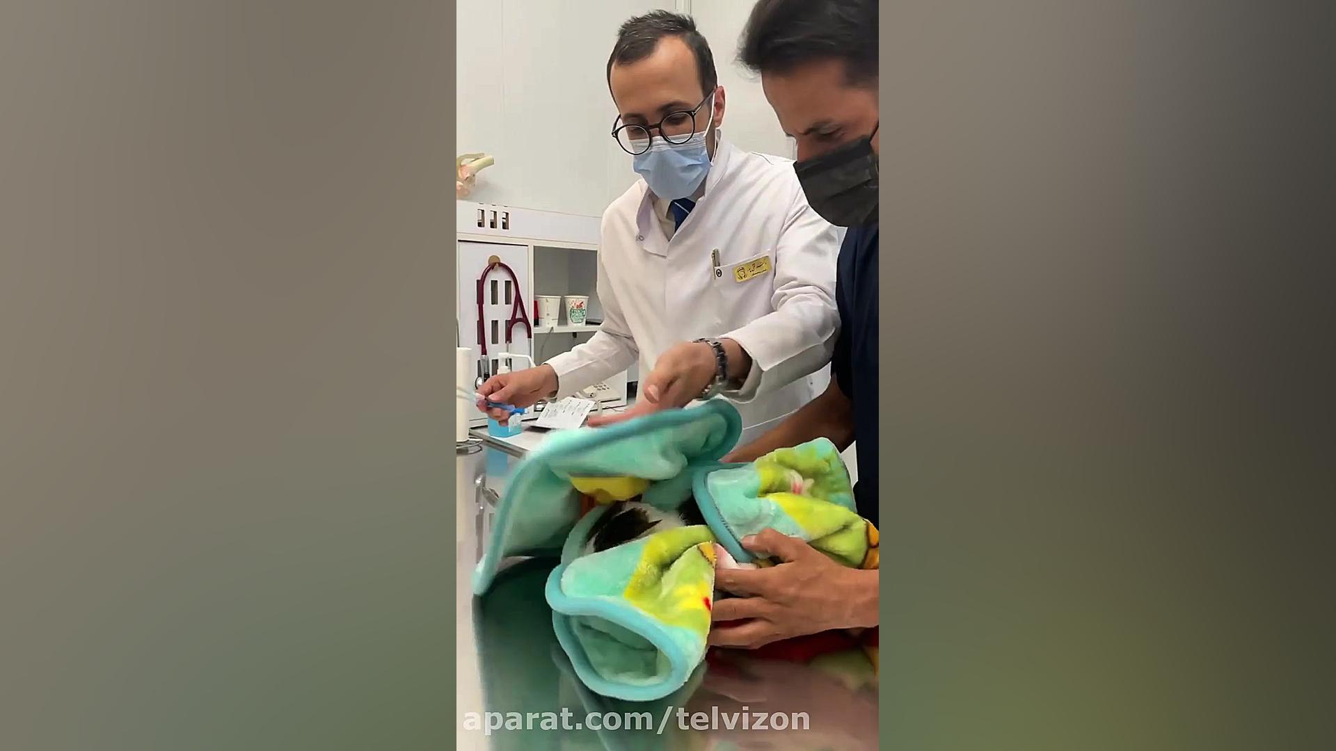 آمپول زدن به یک گربه عصبانی در...