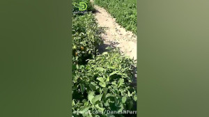 کشت گوجه فرنگی افرا  منطقه تنگ...