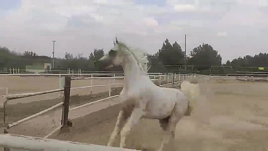 یاشا سرمیلی .مالک سعید سرمیلی