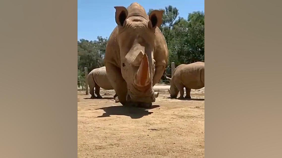 کرگدن از نمای نزدیک