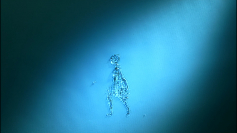 نئودرم و رقص دلنشین لطافت آب