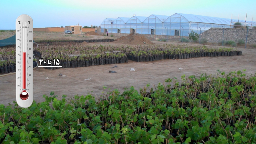 کشت انگور در گلخانه  تلاش سبز