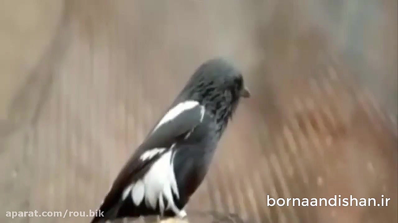 سرنوشت دایناسورها و اتفاقات بع...