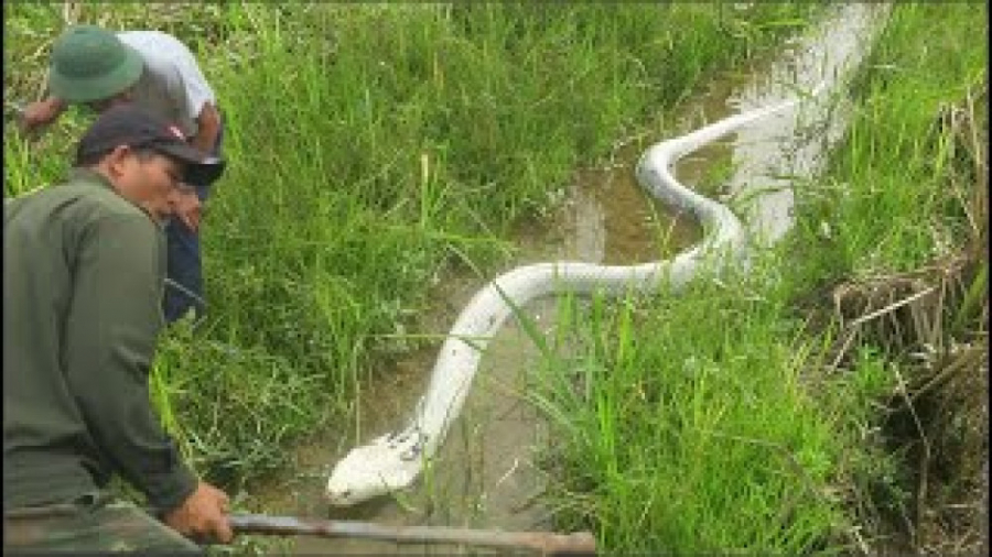 شکار و گرفتن مار غولیپکر و بزر...