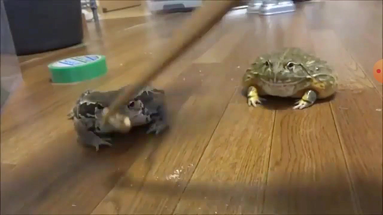 رقابت قورباقه ها