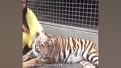 نفیسه روشن و ببر