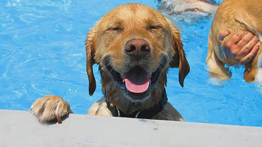 سگهای بامزه و خنده دار  حیوانا...