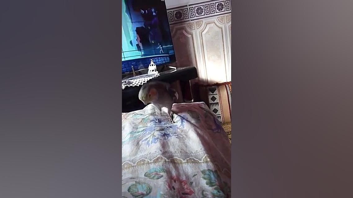 حرف زدن عروس هلندیم نازی