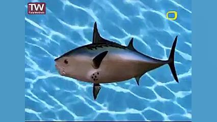 کارتون باب اسفنجی  تو اخراجی ب...