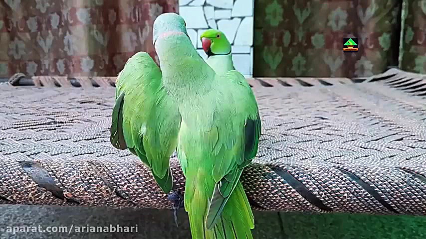 رقص و شادی جالب طوطی ها