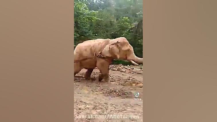 فیل عجیبی که پرواز میکند